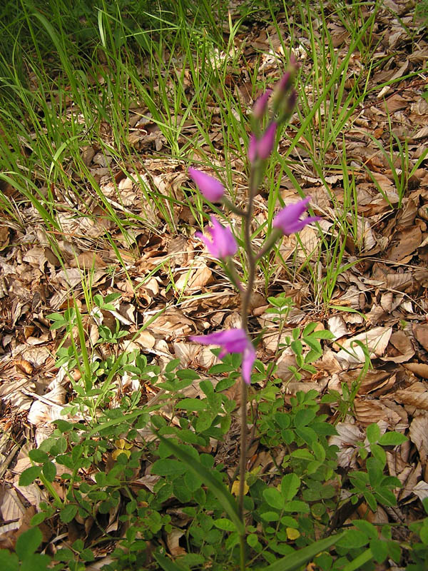 Cephalanthera rubra